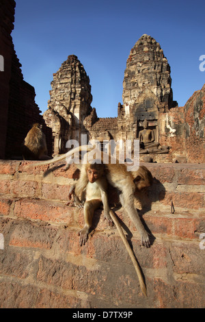 Scimmia a Phra Prang Sam Yod Pagoda in Lopburi,Thailandia Foto Stock