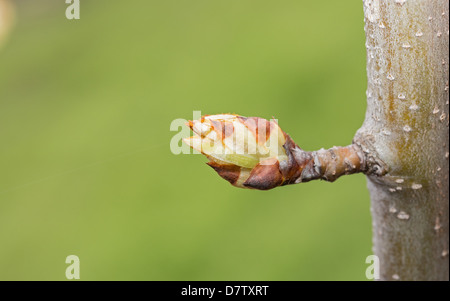 Stadio Eearly di Apple Foto Stock