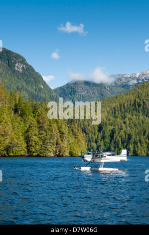 Idrovolanti in grande orso nella foresta pluviale, British Columbia, Canada Foto Stock