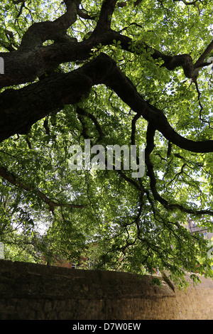 Grande vecchio albero di castagno in Oxford Foto Stock