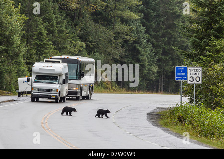 American black bear (Ursus americanus) COY (Lupetti dell'anno), sulla strada di Mendenhall Glacier, a sud-est di Alaska, STATI UNITI D'AMERICA Foto Stock