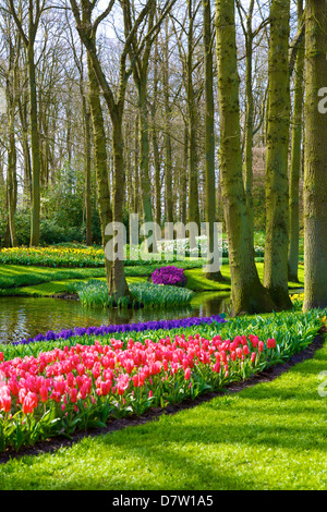 Fiori a giardini Keukenhof Lisse, Paesi Bassi Foto Stock