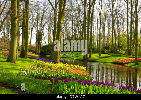 Fiori a giardini Keukenhof Lisse, Paesi Bassi Foto Stock