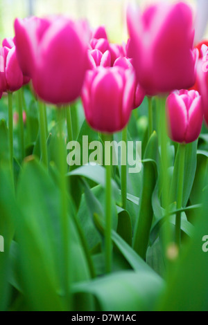 Tulipani giardini Keukenhof Lisse, Paesi Bassi Foto Stock