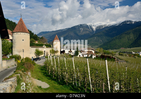 Italien, Alto Adige, Val Venosta, Obstplantagen am Schloss Goldrain Foto Stock