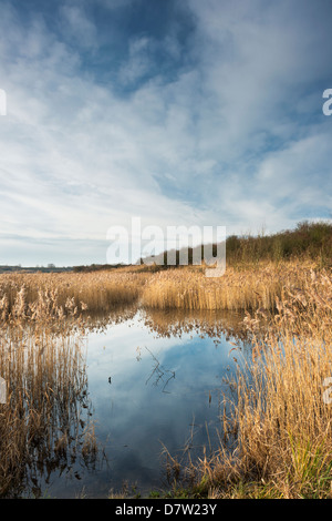 Star Pit Riserva Naturale, un ex fossa di mattoni in Peterborough, CAMBRIDGESHIRE Foto Stock