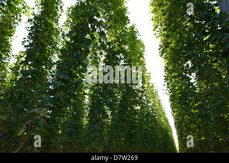 Il luppolo in tarda estate Foto Stock