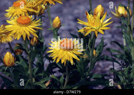 Close-up di fiori di paglia/Golden daisy eterna- Xerochrysum bracteatum syn. Heliochrysum bracteatum- Famiglia Asteraceae Foto Stock