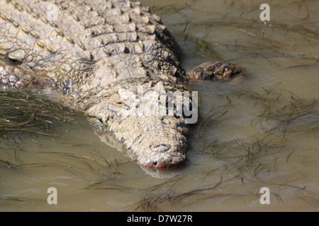 Un coccodrillo, Santa Lucia le zone umide, Kwa-Zulu Natal, Sud Africa Foto Stock