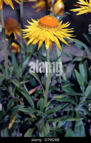 Close-up di fiori di paglia/Golden daisy eterna- Xerochrysum bracteatum syn. Heliochrysum bracteatum- Famiglia Asteraceae Foto Stock