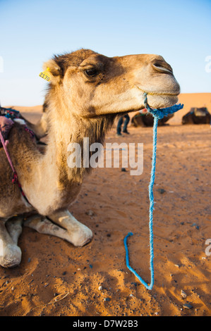 Ritratto di cammello, Erg Chebbi Desert, Sahara Deserto vicino a Merzouga, Marocco, Africa del Nord Foto Stock