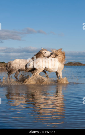 Cavalli Camargue, stalloni combattimenti nell'acqua, Bouches du Rhone, Provenza, Francia Foto Stock