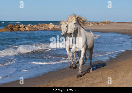 Cavalli Camargue correre sulla spiaggia, Bouches du Rhone, Provenza, Francia Foto Stock