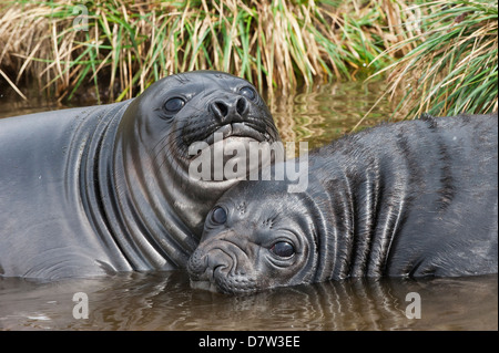 Due giovani elefante meridionale guarnizioni (Mirounga leonina) giocando in acqua, Fortuna Bay, Isola Georgia del Sud Foto Stock