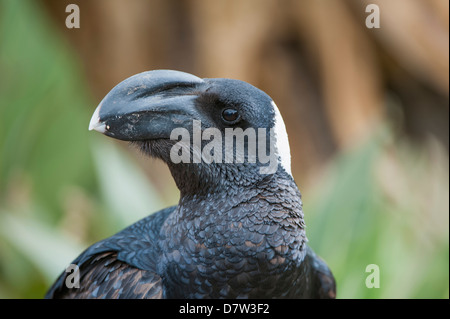 Thick-fatturati corvo imperiale (Corvus crassirostris), Simien Mountains National Park, Amhara Region, Nord Etiopia Foto Stock