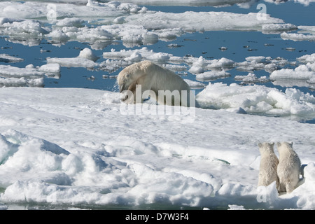 Femmina orso polare a caccia di una guarnizione inanellato accompagnato da due lupetti, arcipelago delle Svalbard, il Mare di Barents, Norvegia e Scandinavia Foto Stock