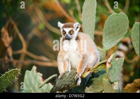 Anello-tailed lemur (Lemur catta) su cactus, vicino minacciato, Berenty Riserva Naturale, Madagascar Foto Stock