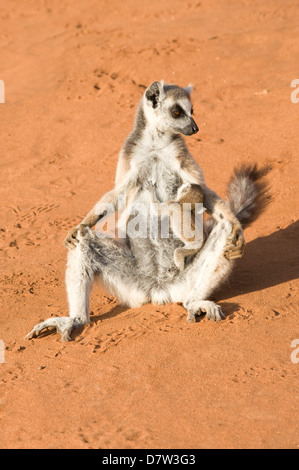 Anello-tailed lemur (Lemur catta) prendere il sole con un lattante cub, vicino minacciato, Berenty Riserva Naturale, Madagascar Foto Stock
