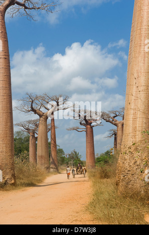 Vicolo del baobab (Adansonia Grandidieri), Morondava, Madagascar Foto Stock