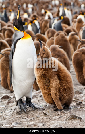 Pinguino reale alimentando un pulcino (Aptenodytes patagonicus), St Andrews Bay, Isola Georgia del Sud Foto Stock