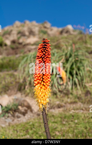 Kniphofia, Simien Mountains National Park, sito Patrimonio Mondiale dell'UNESCO, Amhara Region, Etiopia Foto Stock