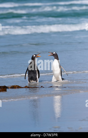 Due pinguini di Gentoo (Pygoscelis papua) lotta sulla spiaggia, Saunders Island, Isole Falkland, Sud America Foto Stock