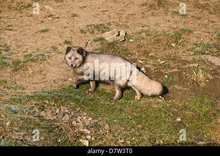 Camminare Arctic Fox Foto Stock