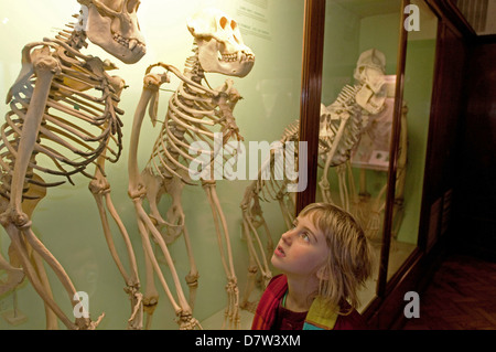 Ragazza guardando scheletri, Horniman Museum, London, England, Regno Unito Foto Stock