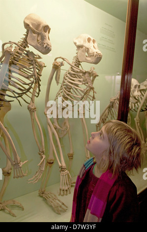 Ragazza guardando scheletri, Horniman Museum, London, England, Regno Unito Foto Stock