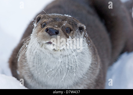 Lontra europea Foto Stock