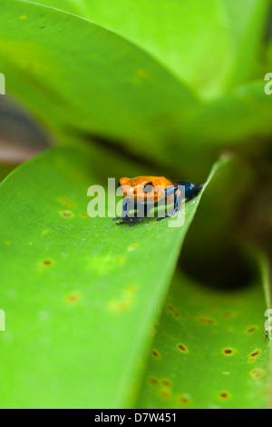 Poison Dart Frog, denominato a causa esso excreting un veleno che paralizza - usato su native frecce; Arenal, provincia di Alajuela, Costa Rica Foto Stock