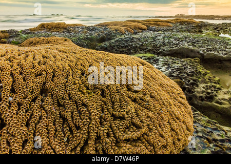 Intertidal sabbia corallina fatta dal Sandcastle worm, Playa Guiones beach, Nosara, Nicoya peninsula, provincia di Guanacaste, Costa Rica Foto Stock