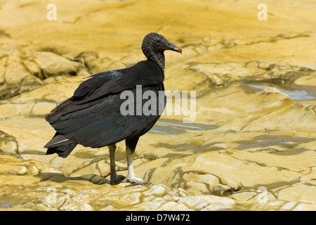 Sud Americana avvoltoio nero, un comune scavenger, in corrispondenza di una bocca di fiume; Nosara, Nicoya peninsula, provincia di Guanacaste, Costa Rica Foto Stock