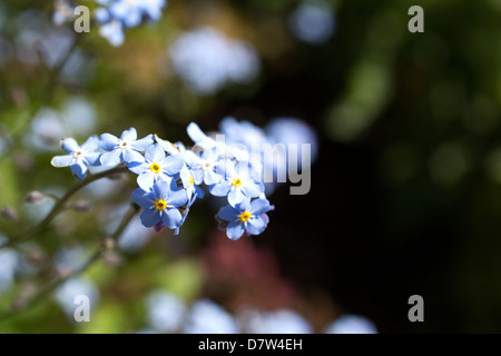 forgetmeknots Foto Stock
