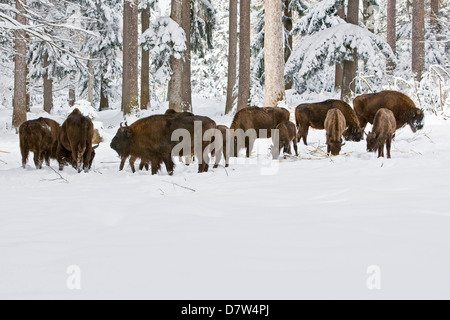 Bisonte europeo Foto Stock