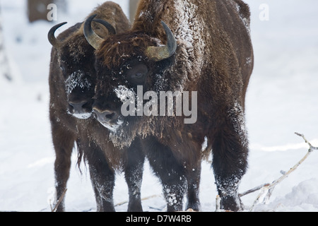 Bisonte europeo Foto Stock