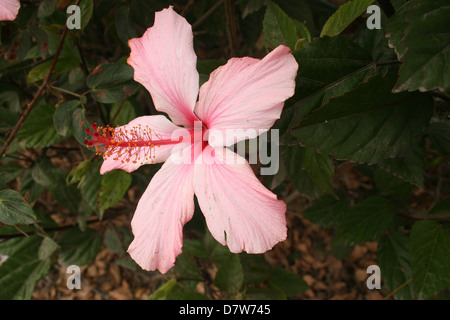 Un ibisco rosa fiore cresce su una boccola in Cotacachi, Ecuador Foto Stock