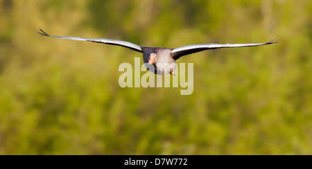 Graylag goose Anser anser in volo Foto Stock