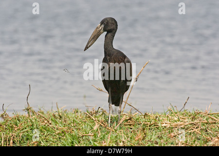 Openbill africana stork Foto Stock