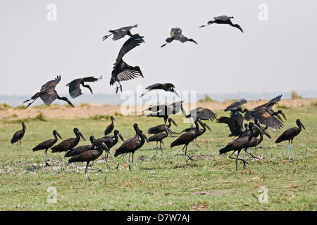 Openbill africana cicogne Foto Stock