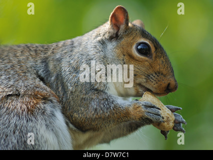Una chiusura di uno scoiattolo grigio a mangiare una nocciolina in lolla nei suoi artigli con fogliame verde sullo sfondo Foto Stock