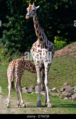 Le giraffe reticolate Foto Stock