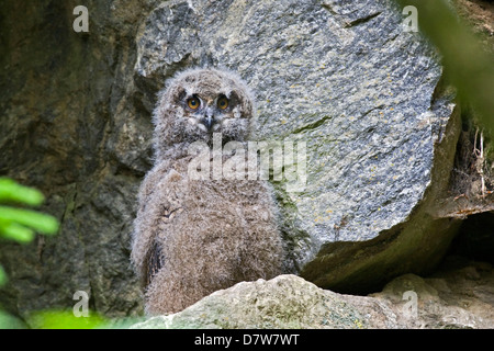 giovane gufo di Aquila Foto Stock