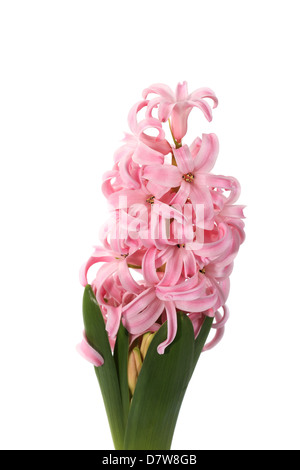 Giacinto boccioli di fiori su fondo bianco (Hyacinthus) Foto Stock