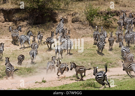 zebre di pianura Foto Stock