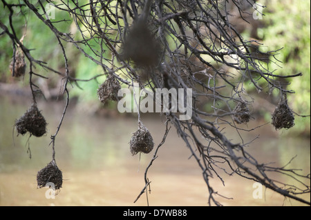 Tessitore di nidi di uccelli appesi da albero sul lago, Meru National Park, Kenya Foto Stock