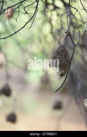 Tessitore di nidi di uccelli appesi da albero sul lago, Meru National Park, Kenya Foto Stock