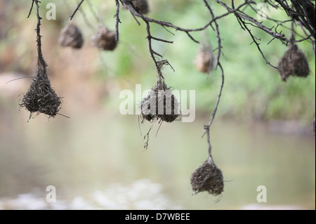 Tessitore di nidi di uccelli appesi da albero sul lago, Meru National Park, Kenya Foto Stock