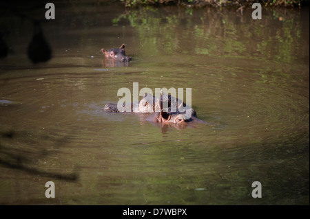 Tre ippopotamo (Hippopotamus amphibius) nel lago, Meru National Park, Kenya Foto Stock