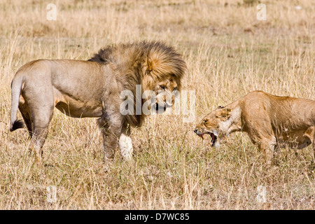 Lions Foto Stock